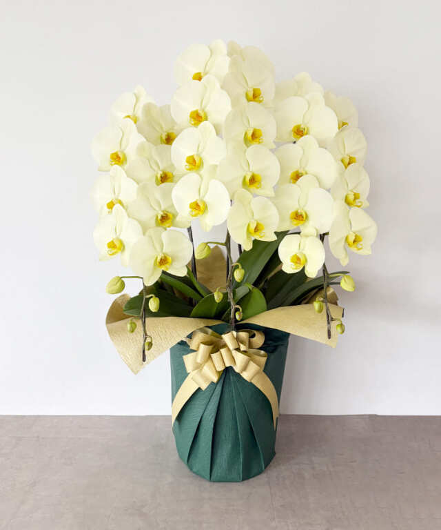 黄色大輪胡蝶蘭 3本立ち36輪程度