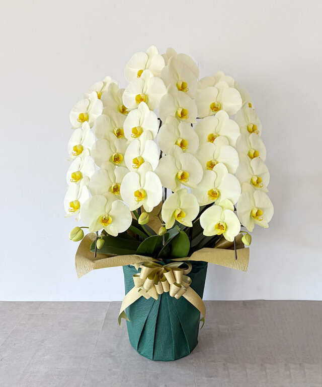 黄色大輪 3本立ち 36輪程度