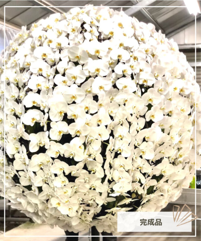 胡蝶蘭 特注 白 百玉 生花｜お祝いギフトなら胡蝶蘭専門店【らんや】