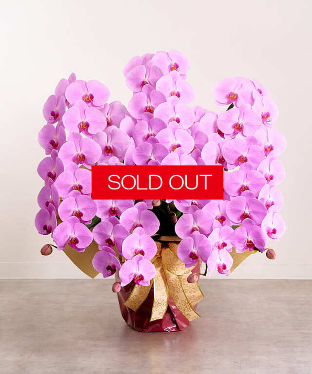 【SOLD OUT】グレイス5本立ち65輪程度