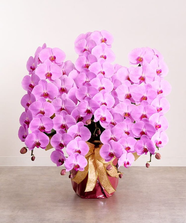 ピンク大輪胡蝶蘭　グレイス５本立ち70輪程度