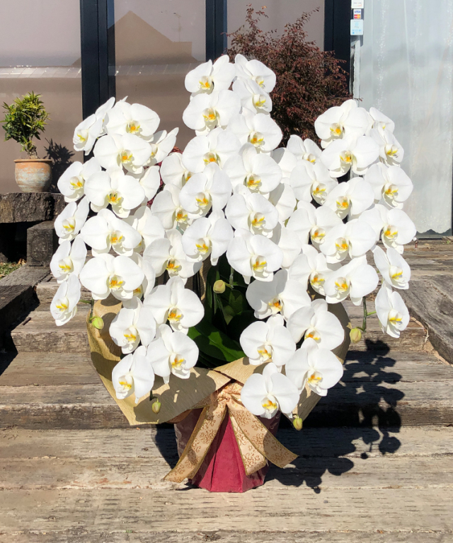 2023年1月　白大輪５本立ち60輪