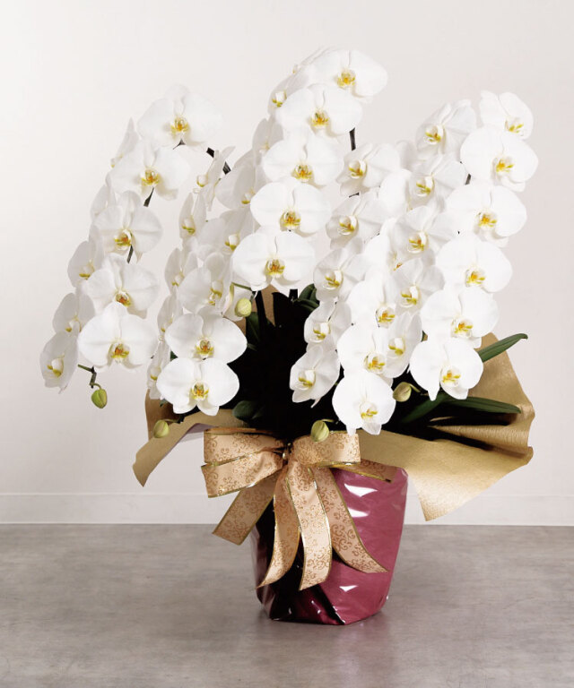 2023年1月　白大輪5本立ち60輪　