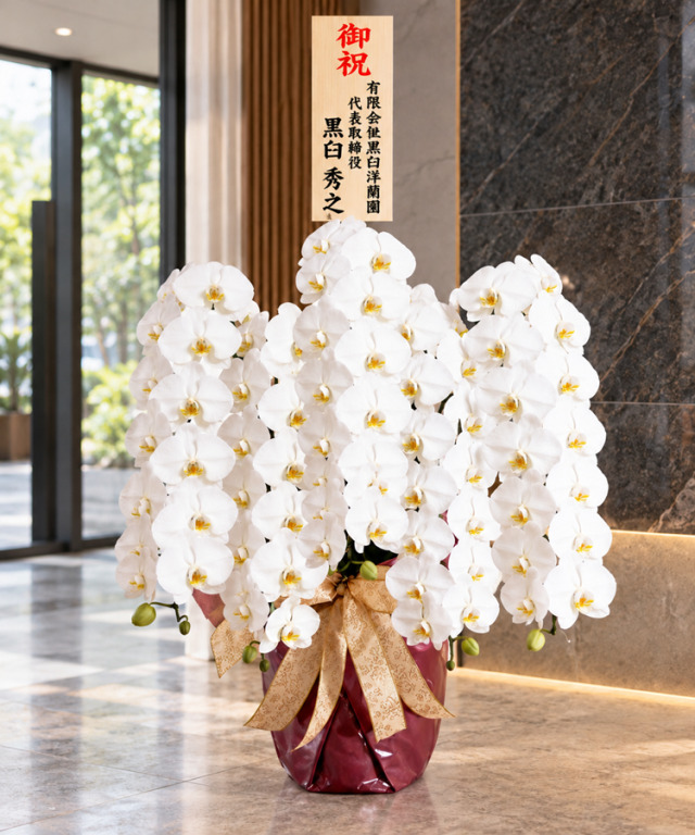 白大輪胡蝶蘭オレアル　5本立ち75輪程度