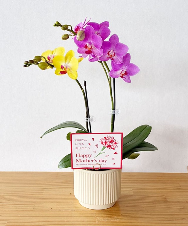ミニ胡蝶蘭　Mother'sMix