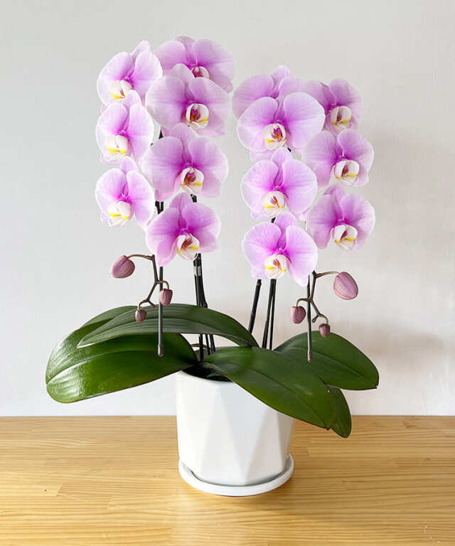 中輪胡蝶蘭　エンジェルピンク　２本立ち　１０輪　１１輪