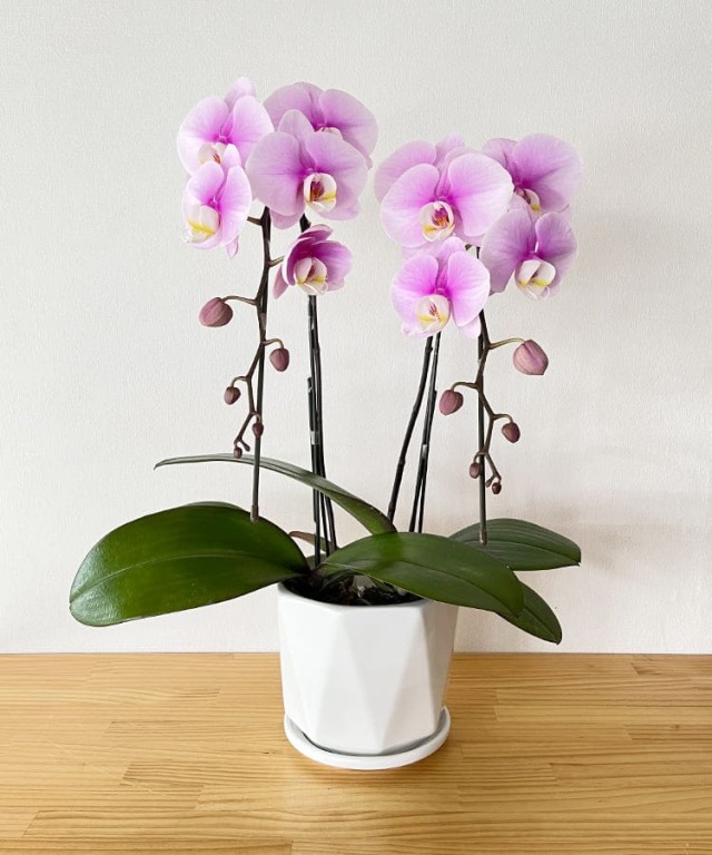 【つぼみ多め商品】中輪胡蝶蘭 エンジェルピンク 2本立ち 11輪