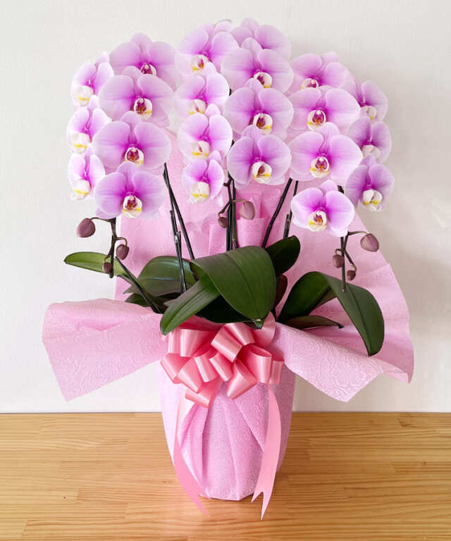 中輪胡蝶蘭　エンジェルピンク　３本立ち　１０輪　１１輪