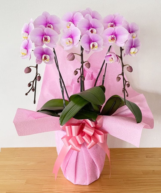 【つぼみ多め商品】中輪胡蝶蘭 エンジェルピンク 3本立ち 11輪