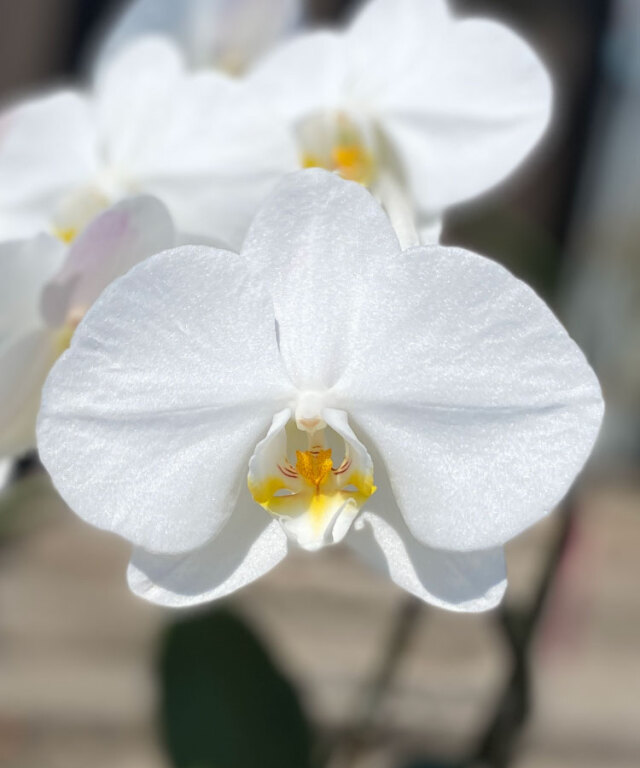 あんず姫　花アップ