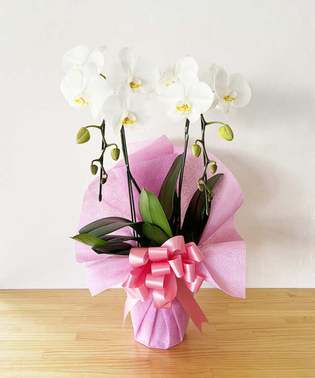 【つぼみ多め商品】中輪胡蝶蘭　あんず姫２本立ち