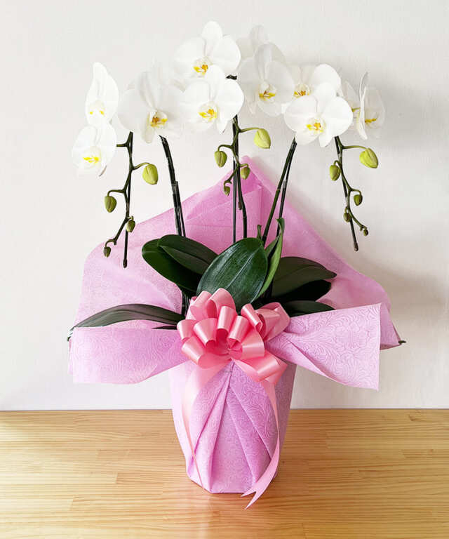 【つぼみ多め商品】中輪胡蝶蘭　あんず姫３本立ち