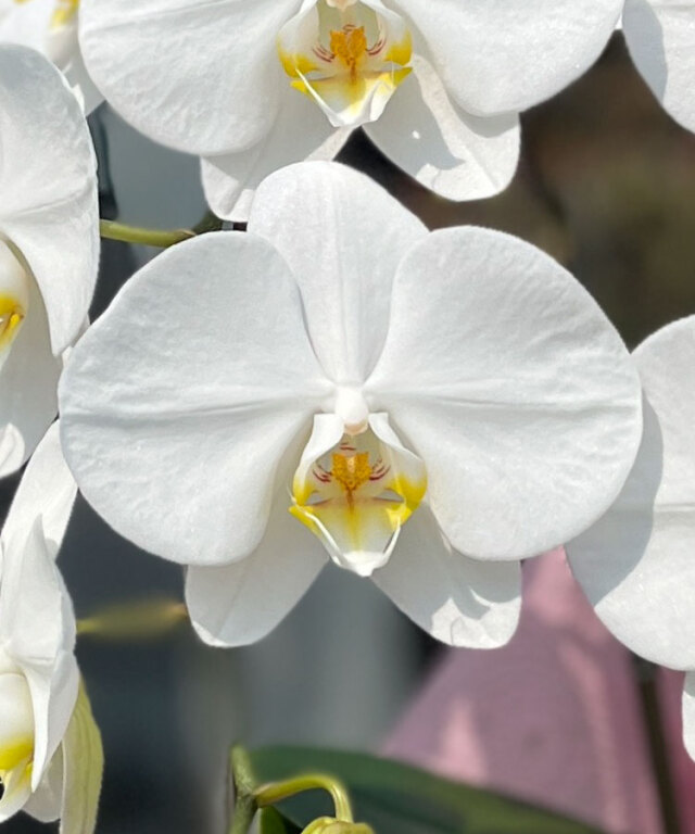 あんず姫　花アップ