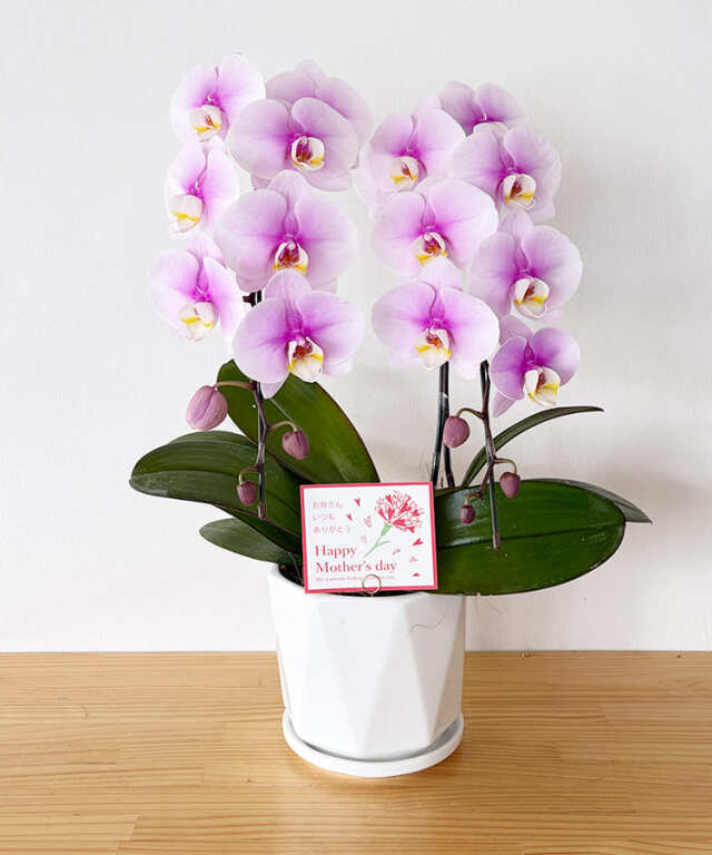花育