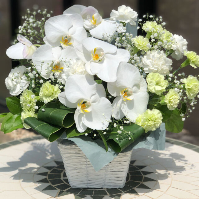 胡蝶蘭アレンジ ｓ ホワイト お祝いギフトなら胡蝶蘭専門店 らんや