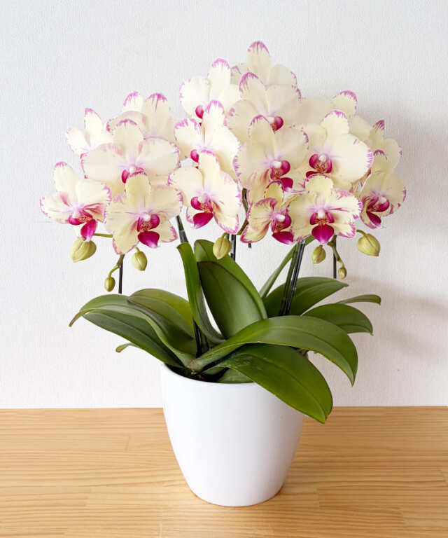 ミニ胡蝶蘭 あや姫 3本立ち