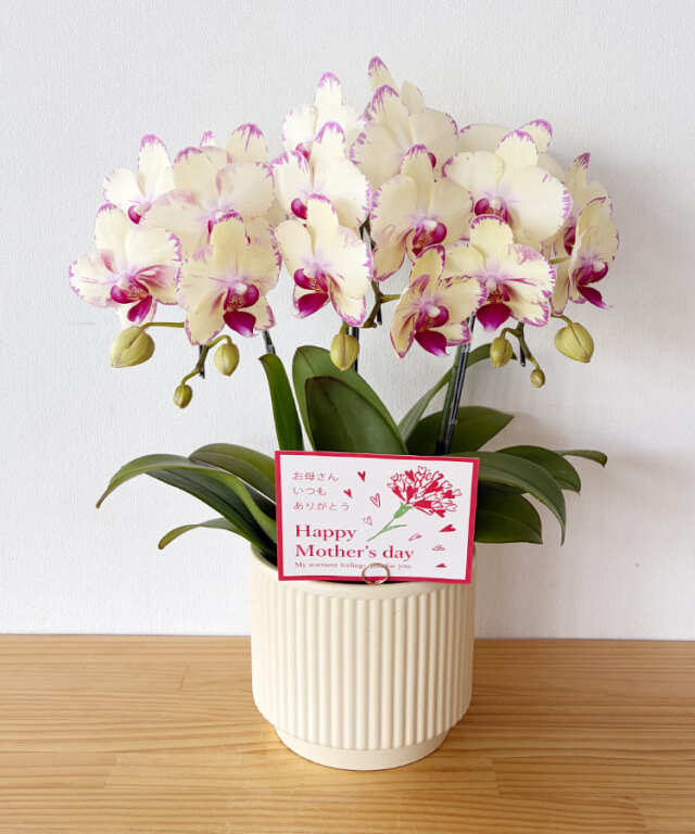 ミニ胡蝶蘭　あや姫　３本立ち