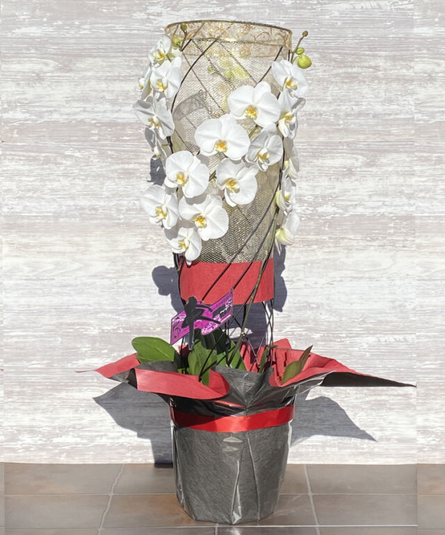 黒臼洋蘭園だけのオリジナル仕立て】 彩華のワルツ オリジナル
