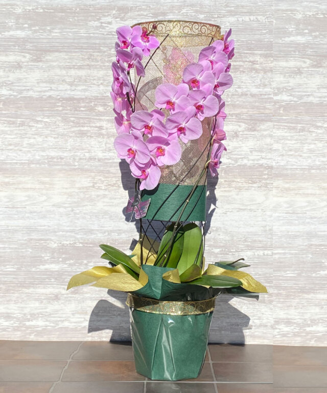 彩華のワルツ　ギフトセット　胡蝶蘭 黒臼洋蘭園だけのオリジナル仕立て】 彩華のワルツ オリジナル
