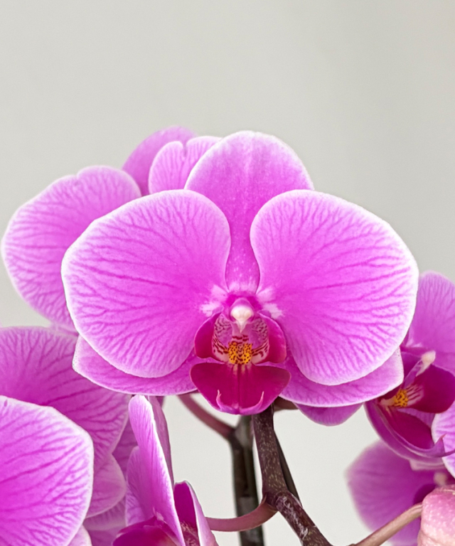 ミニ胡蝶蘭　紅がすみ　花アップ