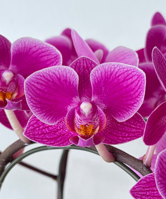 ミニ胡蝶蘭 生花 紅むらさき 3本立ち ｜ 胡蝶蘭の贈り物なら胡蝶蘭専門