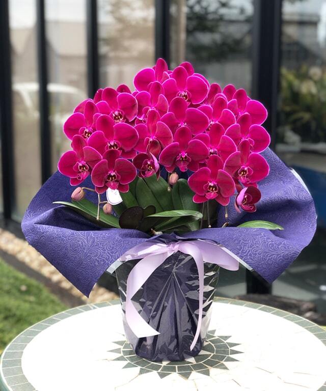 中輪胡蝶蘭 ブラックフェイス3本立 お祝いギフトなら胡蝶蘭専門店 らんや