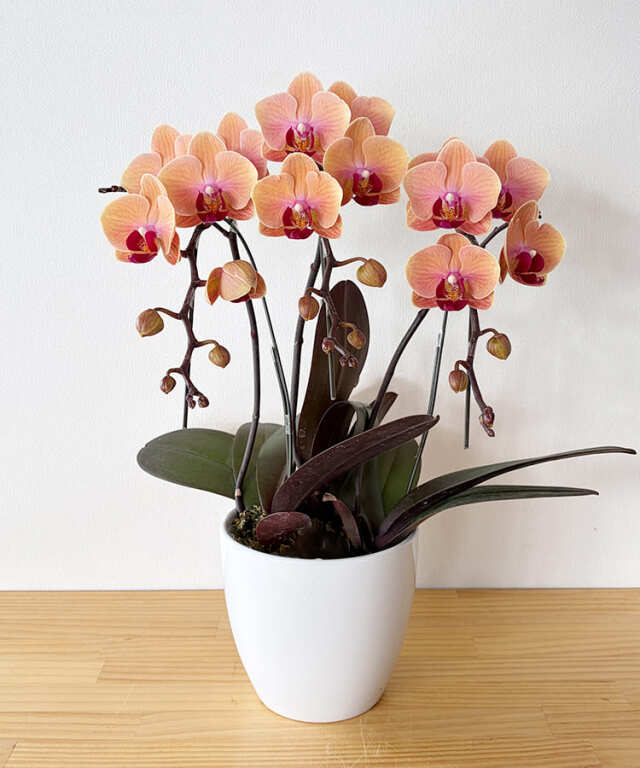 【つぼみ多め商品】ミニ胡蝶蘭 ブラッドオレンジ 3本立ち