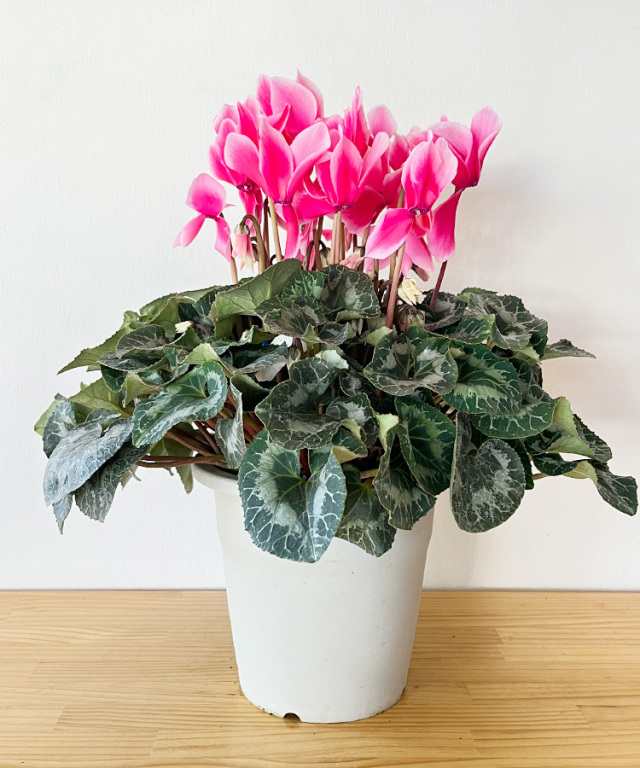 シクラメン　6号