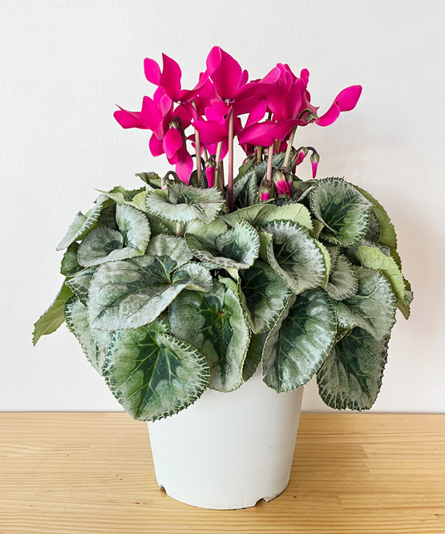 シクラメン　６号