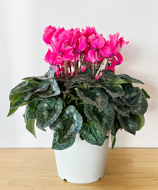 シクラメン　６号