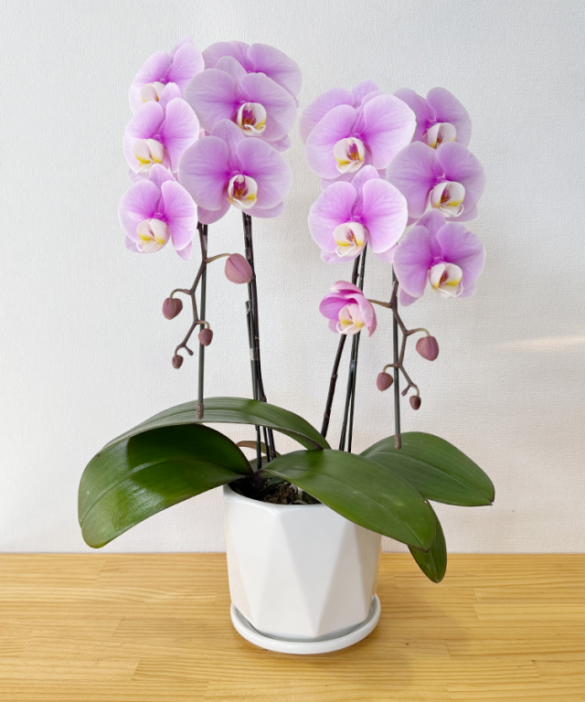 エンジェルピンク 2本立ち