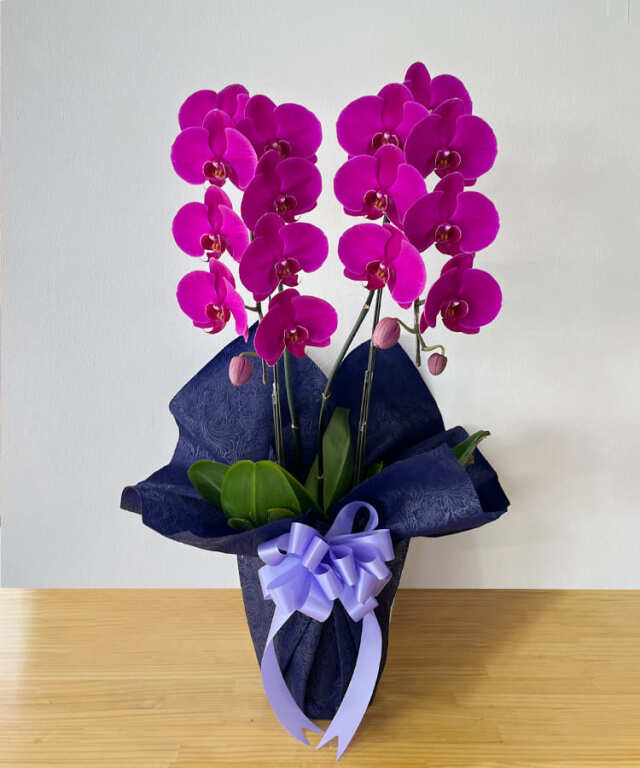 中輪胡蝶蘭　フーラーレディ２本立ち　短め