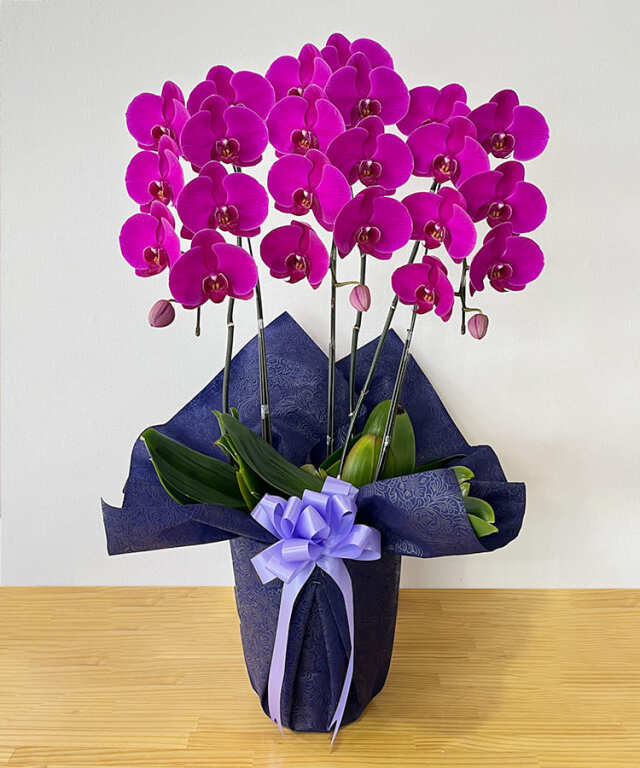 中輪胡蝶蘭　フーラーレディ3本立ち　短め