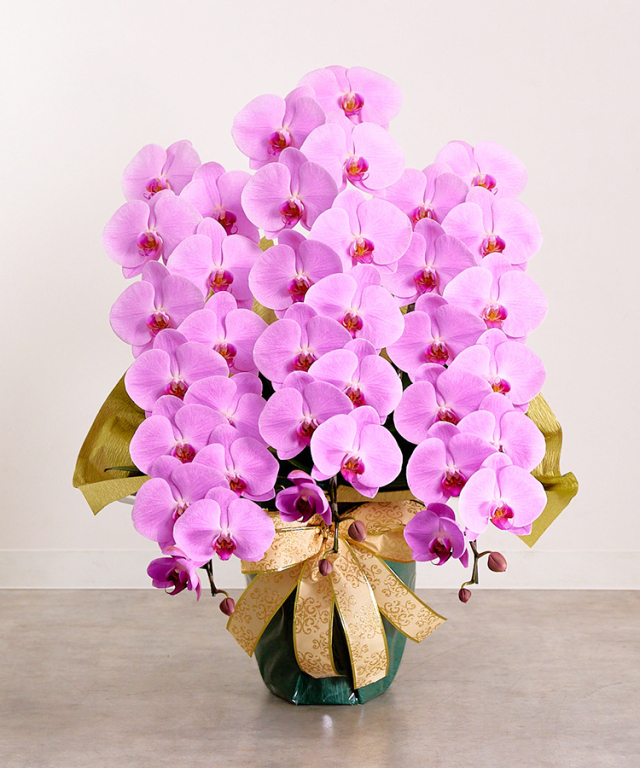 2023年1月　グレイス3本立ち42輪