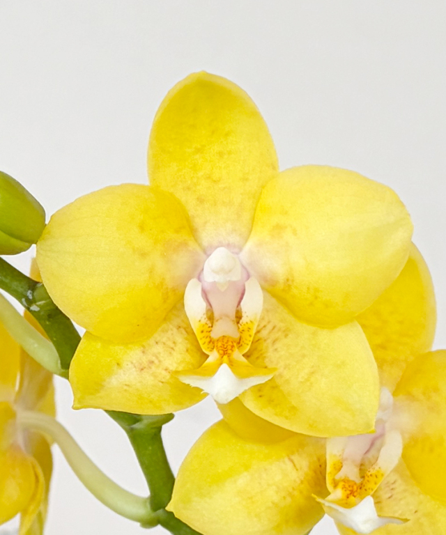 ミニ胡蝶蘭　ゴールデンピクシー　花アップ