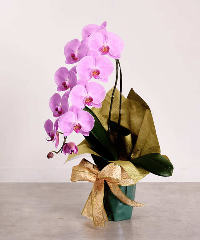 胡蝶蘭 ピンク 1本立ち10輪程度 生花 ｜お祝いギフトなら胡蝶蘭専門店
