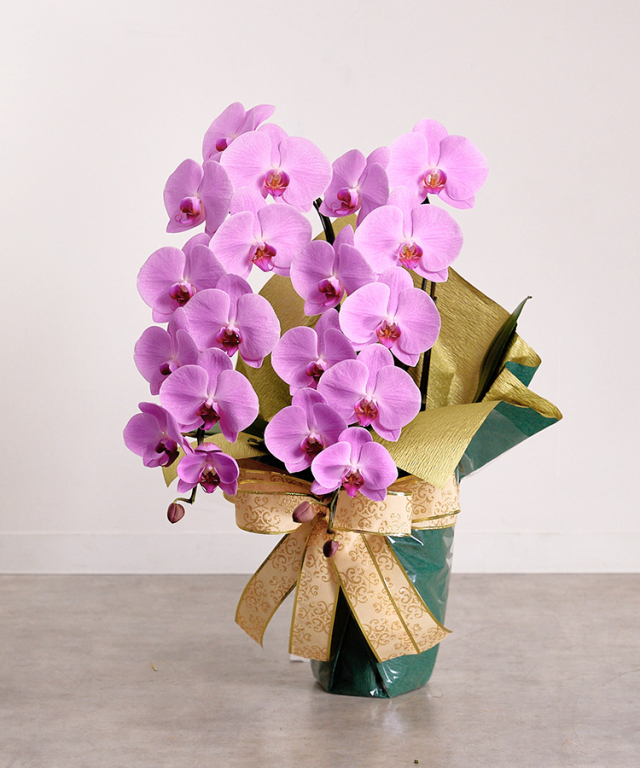 2023年1月　グレイス2本立ち22輪　横