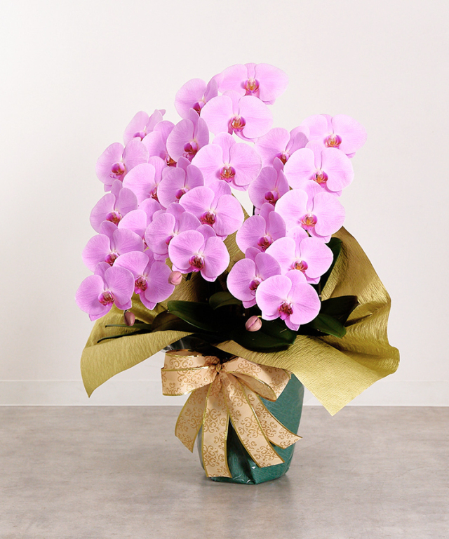 胡蝶蘭 ピンク　3本立ち 胡蝶蘭 ピンク 3本立ち30輪程度 生花｜お祝いギフトなら胡蝶蘭専門店