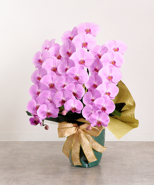 2023年1月　グレイス3本立ち36輪　横