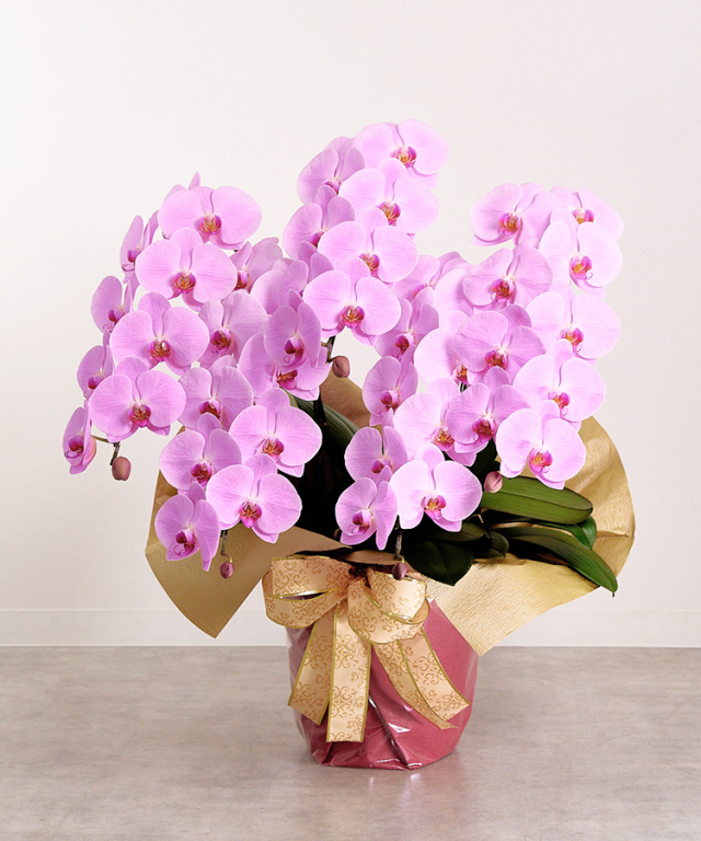 胡蝶蘭 ピンク 5本立ち50輪程度 生花｜お祝いギフトなら胡蝶蘭専門店