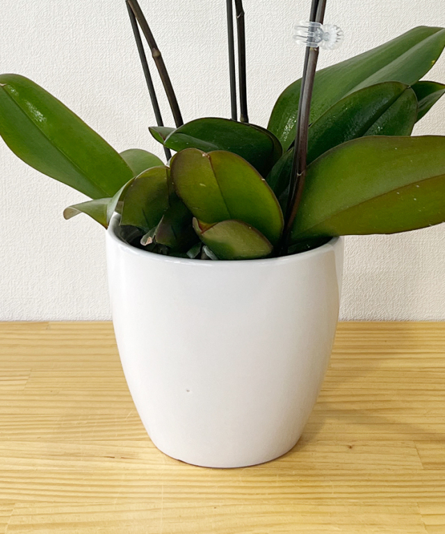 中輪胡蝶蘭 リトルリップ 2本立ち ｜ お祝いギフトなら胡蝶蘭専門店