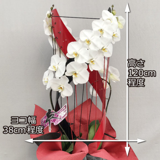 黒臼洋蘭園だけのオリジナル仕立て 彩華のワルツ ハーモニー 胡蝶蘭専門店 黒臼洋蘭園直売 らんや