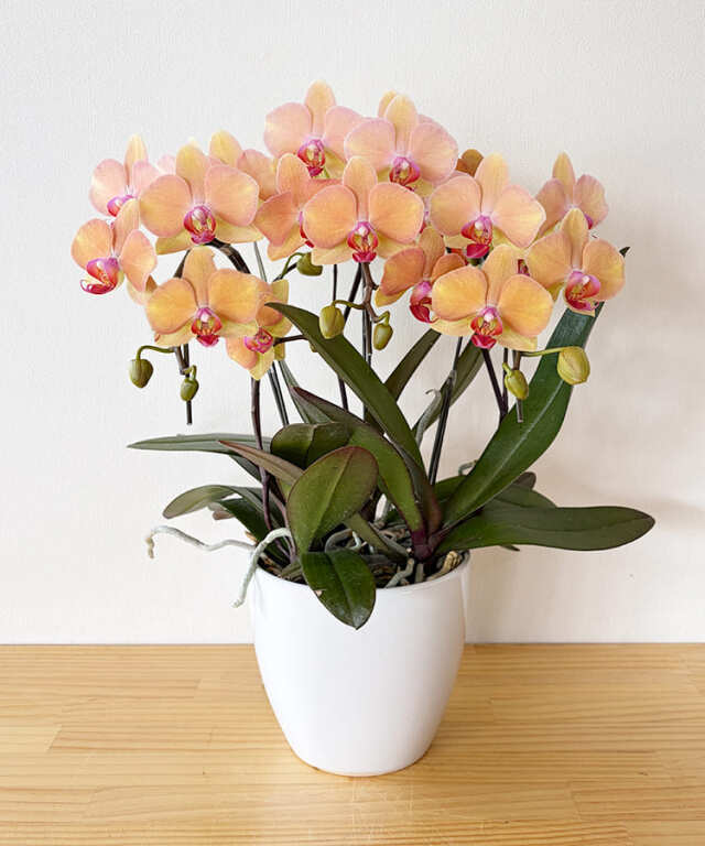 ミニ胡蝶蘭 はるか 3本立ち