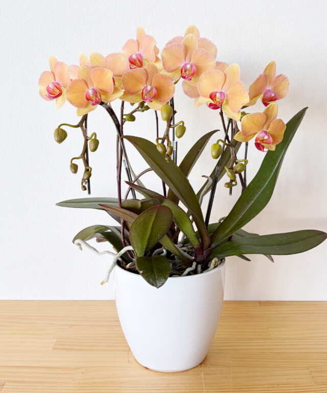 ミニ胡蝶蘭　はるか　３本立ち