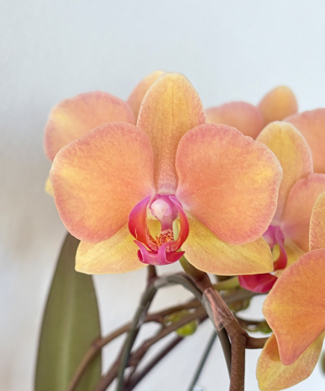 ミニ胡蝶蘭　はるか　花アップ