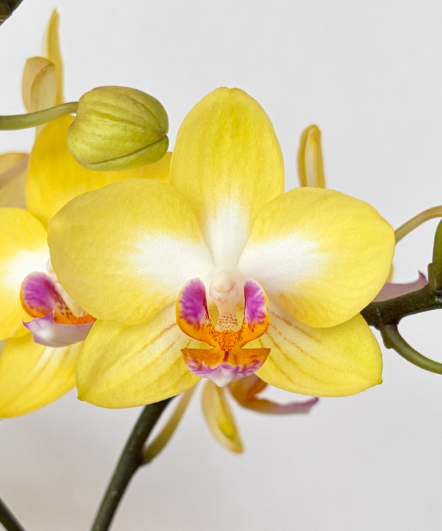 ミニ胡蝶蘭　陽だまり　花アップ