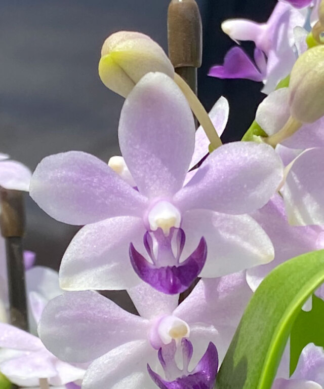 Salins linotte ブルーグリーン　小鳥　フランス　蝶々　グリーン 世界初のブルー系 コチョウラン・ブルージーン（花芽付苗