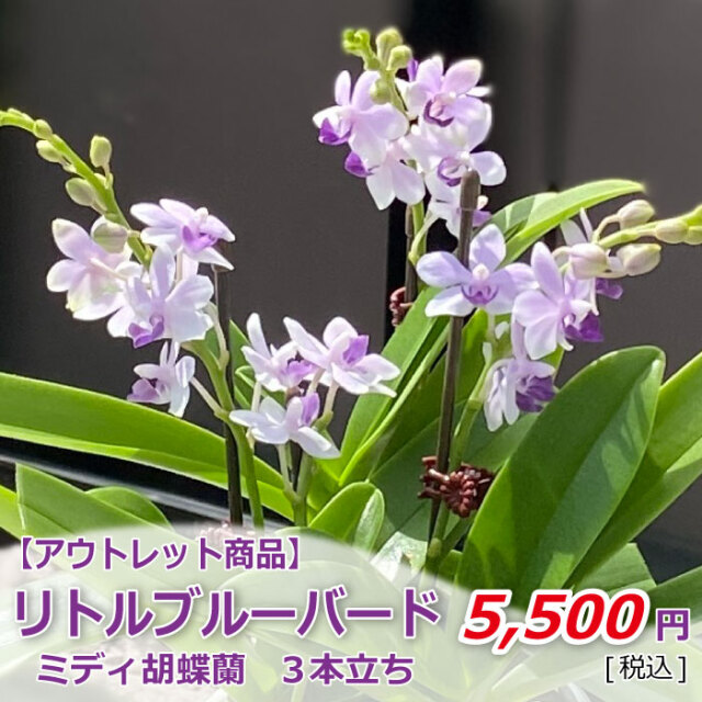 アウトレット ミディ胡蝶蘭 リトルブルーバード3本立ち お祝いギフトなら胡蝶蘭専門店 らんや