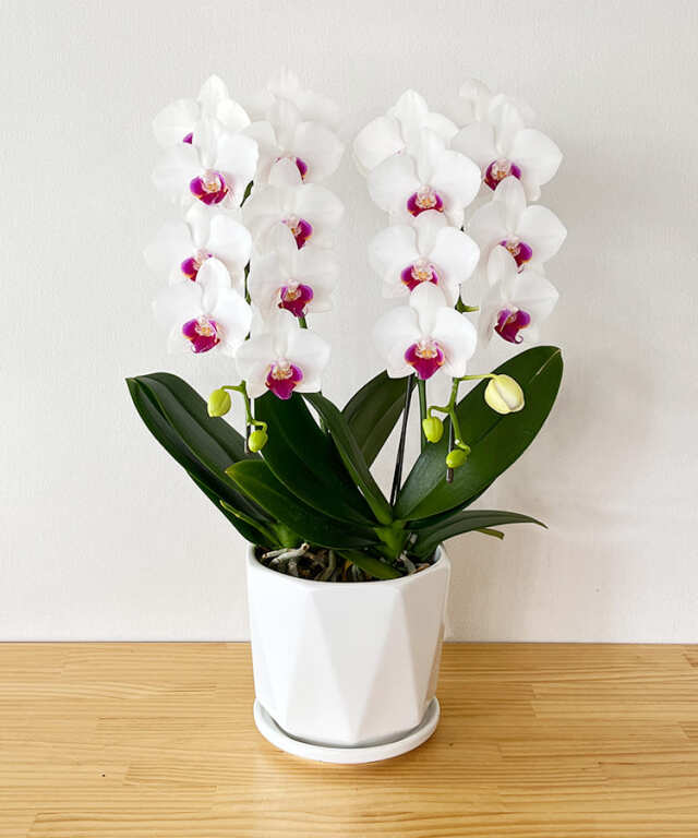 中輪胡蝶蘭　リトルリップ　２本立ち