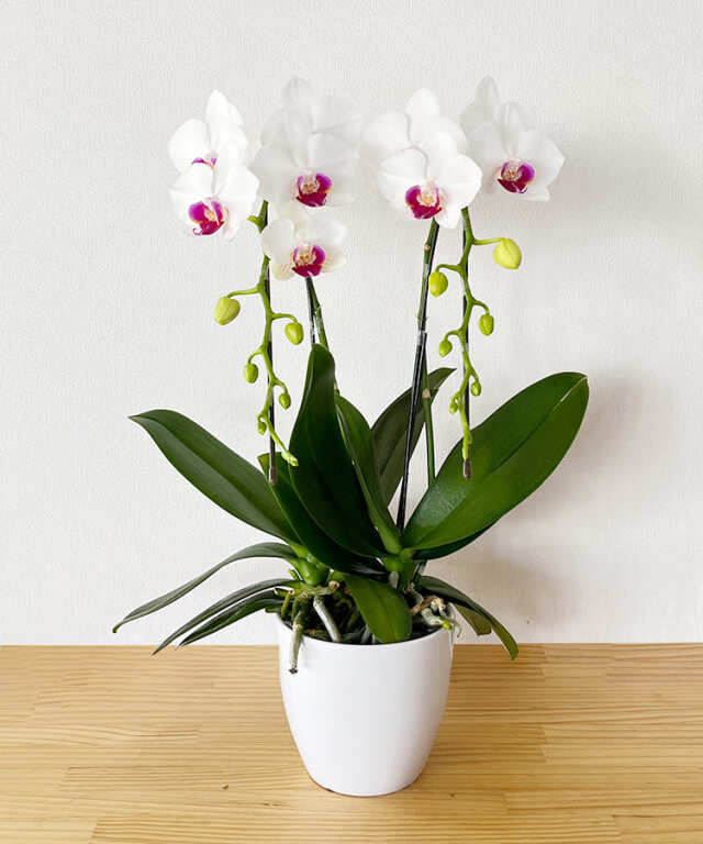 【つぼみ多め商品】中輪胡蝶蘭　リトルリップ　２本立ち